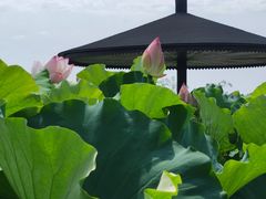 -梁鸿国家湿地公园