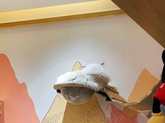 -滚猫咖啡·猫咖·猫友好撸猫(未来城店)
