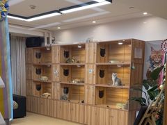 -猫十亿·布偶金渐层·曼基康矮脚猫舍(青年路店)