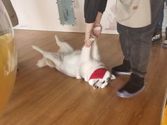 -Husky Go! 哈士奇体验馆·宠物咖啡厅狗咖