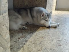 -Husky Go! 哈士奇体验馆·宠物咖啡厅狗咖