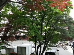 -新罗免税店(首尔总店)