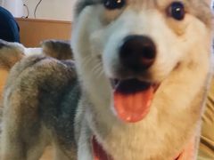 -Husky Go! 哈士奇体验馆·宠物咖啡厅狗咖