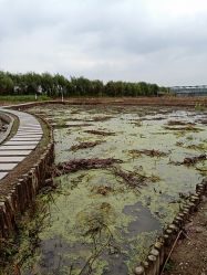 -水八仙生态园