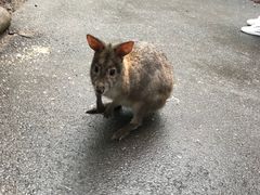 -费瑟代尔野生动物园