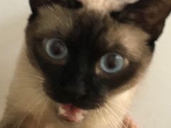 -喜多萌中农锦绣动物医院24H·猫科·牙科MRI·CT