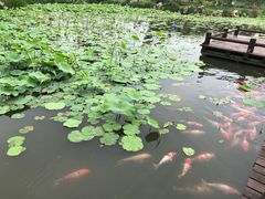 -鹅湖玫瑰文化园