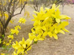 -北京西山国家森林公园