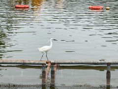 -珠海圆明新园