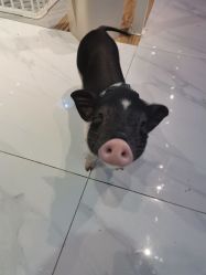 -Moni星球萌宠·小马宝莉·灵蛇·高端高阶全萌宠互动体验俱乐部(红豆国际广场店)