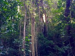 -莫里热带雨林景区