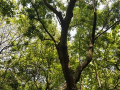 -上海佘山国家森林公园天马山园