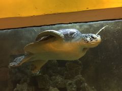 -东方巨龟苑景区