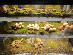 -滇野云南野生菌餐厅(陕西南路店)