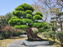 -荔枝公园(福田区)