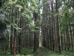 -黄海国家森林公园