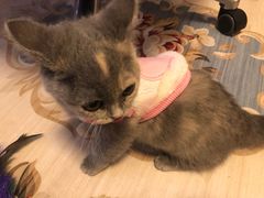 -瑞鹏宠物医院·超声·骨科·奇麟分院(蜀都万达店)