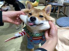-逗柴咖啡屋·狗咖猫咖宠物桌游