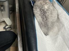 -关爱动物医院·心脏·中兽医·异宠(金牛路分院)