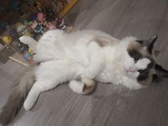 -翊宠yipet猫狗购宠庄园犬舍•猫舍