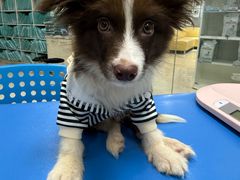 -瑞派申生动物医院·24H夜诊·国际动物医疗中心·骨外科(吴中路店)