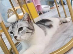 -BABIT巴比特宠物(MOMOPARK店)