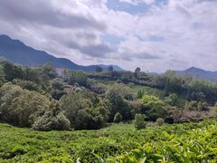 -雁南飞茶田景区