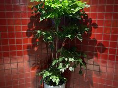 -巴奴毛肚火锅(相州店)