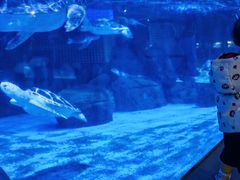 -海合安成都极地海洋公园