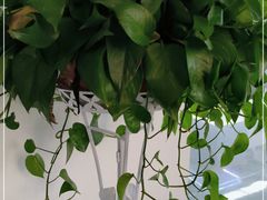 -星巴克臻选(苏州苏信店)