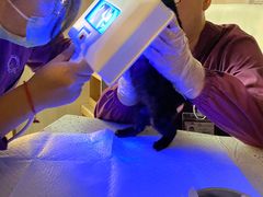 -宠爱国际动物医院·消化内科·心肾内科·ISFM猫友好(望京店)