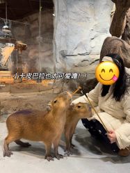 -Zoolung Zoolung动物主题公园(海信广场店)