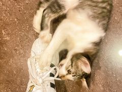 -Daorae Korean BBQ Tanjung Tokong