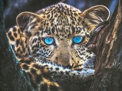 -罗红摄影艺术馆