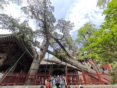 -晋祠公园