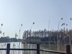 -苏州太湖国家湿地公园