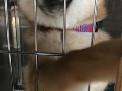 -柴犬高等学院·狗咖·柴犬售卖·宠物训练