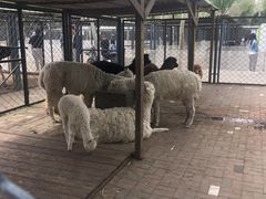 -长白岛森林公园