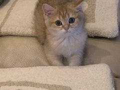 -飞行喵MR PILOT|猫舍·猫咖(静安大融城店)