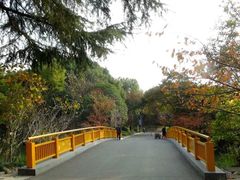 -青枫公园