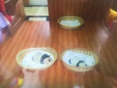 -中国大熊猫保护研究中心雅安碧峰峡基地