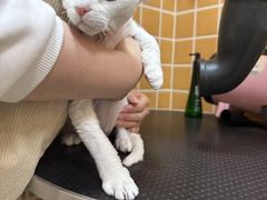 -70cat德文卷毛猫·缅因猫纯种猫舍