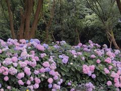 -西湖风景区-江洋畈生态公园