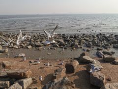 -深圳湾公园(南山区)