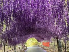 -大塘金香草谷