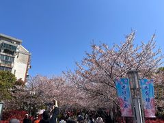 -高东镇樱花园