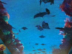 -珠海长隆海洋王国