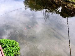 -Local泰莲庭(虹鳟鱼店)