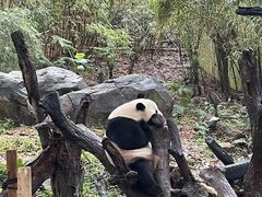-广州长隆野生动物世界