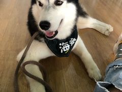 -Husky Go! 哈士奇体验馆·宠物咖啡厅狗咖